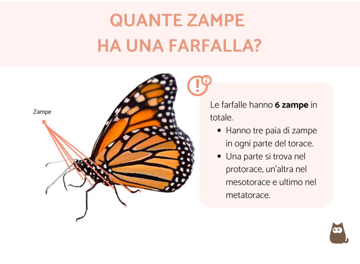 Quante zampe ha una farfalla?