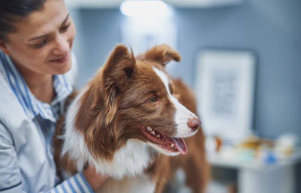 Respiro affannoso nel cane a riposo: cause e cosa significa - Cause del respiro affannoso nel cane a riposo