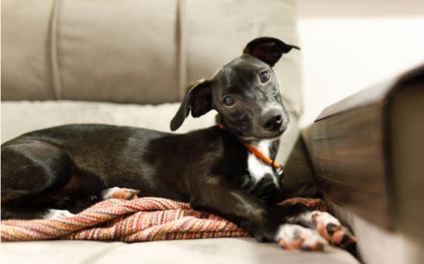 Respiro affannoso nel cane a riposo: cause e cosa significa - Cosa significa se il cane ha il respiro affannoso a riposo?