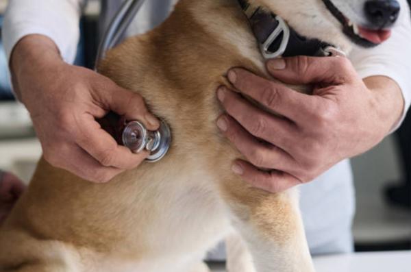 Respiro affannoso nel cane a riposo: cause e cosa significa