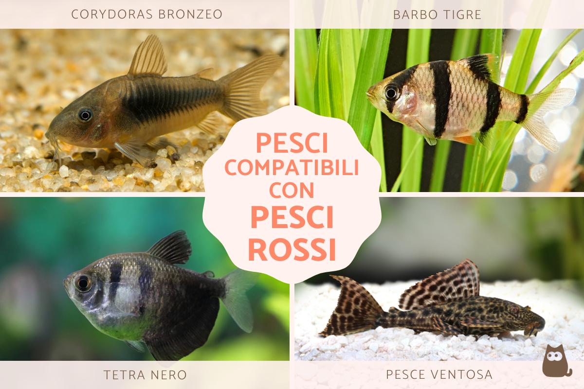 Pesci compatibili con pesci rossi