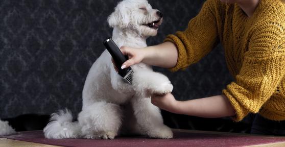 Tagliare il pelo al cane: 6 benefici