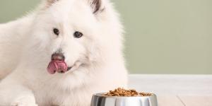 Amanova: alimentazione premium per cani basata su ingredienti naturali e qualità superiore