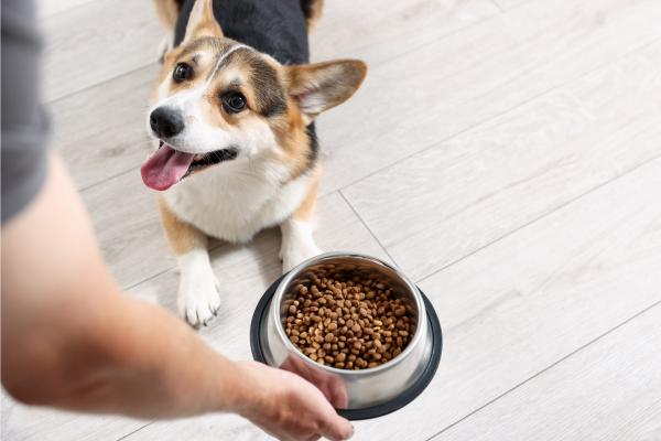 Amanova: alimentazione premium per cani basata su ingredienti naturali e qualità superiore - Ricette bilanciate per il benessere quotidiano