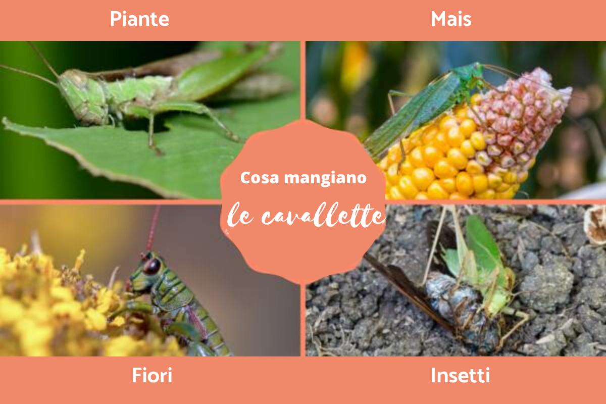 Cosa mangiano le cavallette?