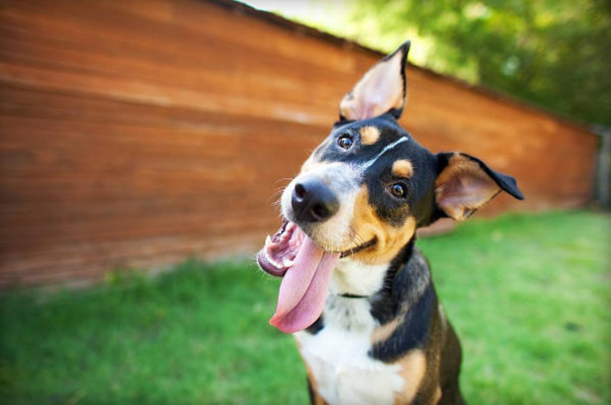 Perché il cane mi lecca sempre le gambe?