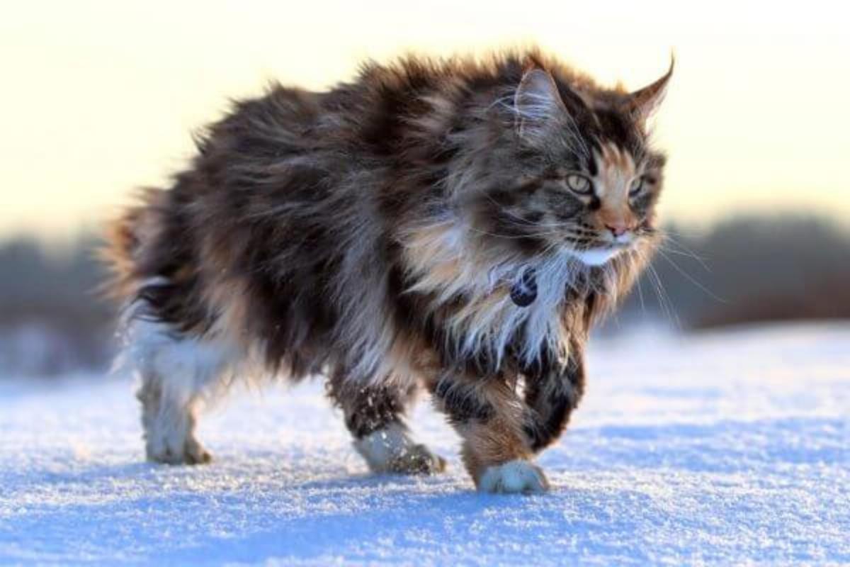 Come riconoscere un gatto Maine Coon