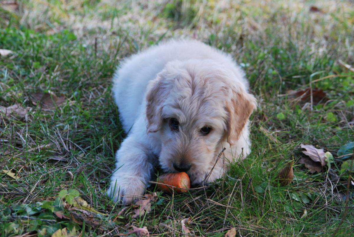 I cani possono mangiare le carote?