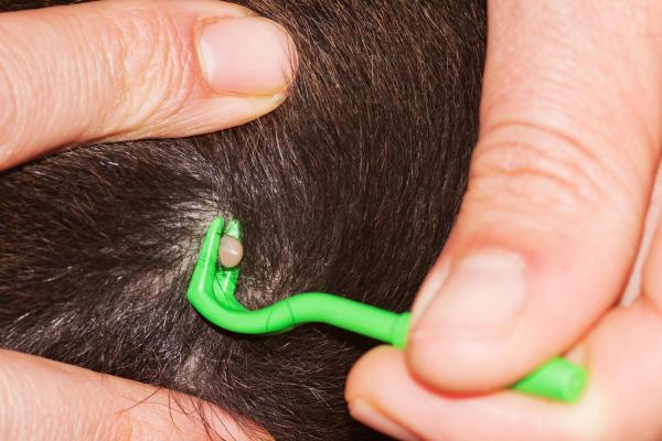 Zecche nei cani - Come riconoscerle ed eliminarle - Come eliminare una zecca dal cane