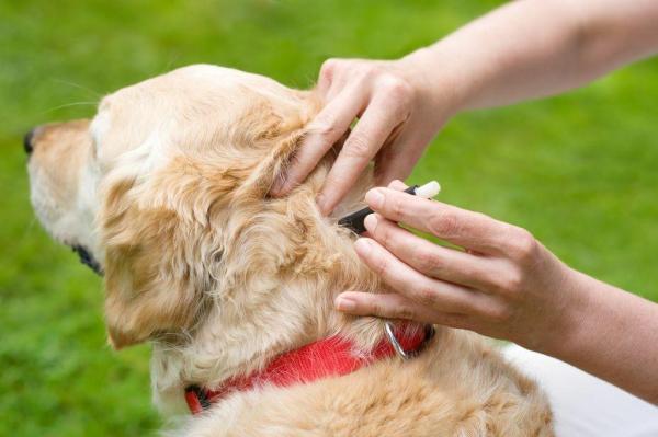 Zecche nei cani - Come riconoscerle ed eliminarle - Come prevenire le zecche nei cani