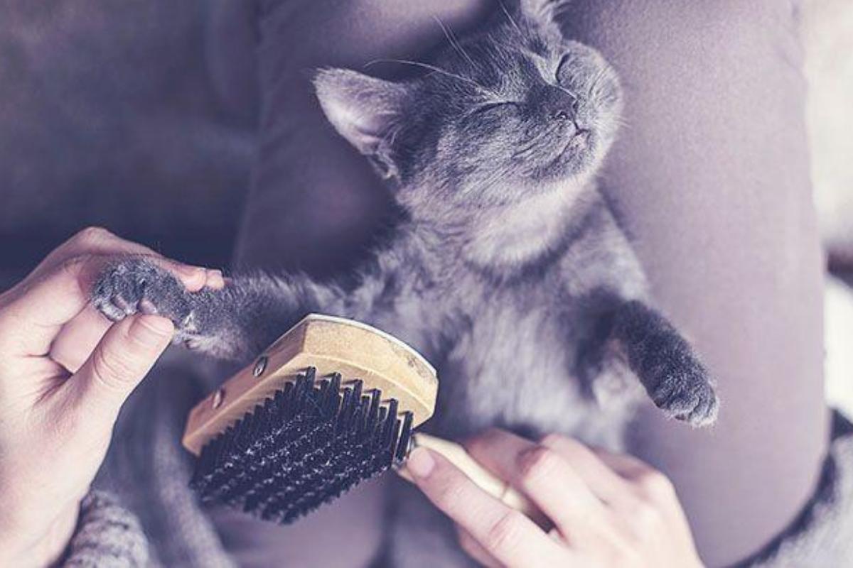 Come spazzolare il gatto