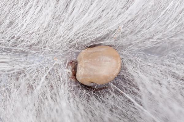 Zecche nei cani - Come riconoscerle ed eliminarle - La puntura di zecca nei cani