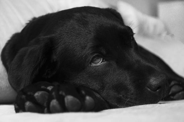 Zecche nei cani - Come riconoscerle ed eliminarle - Malattie trasmesse dalle zecche ai cani