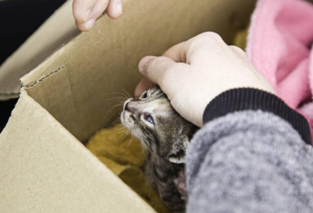 I gatti soffrono l'abbandono?