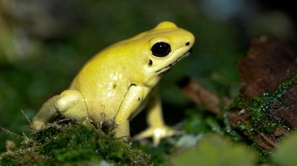RESPIRAZIONE CUTANEA degli animali: 12 esempi