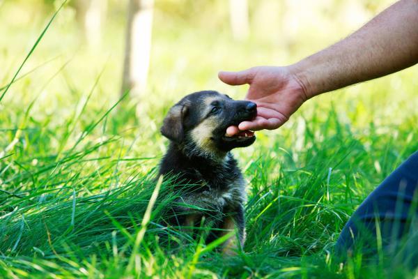 Il cucciolo morde troppo forte: cosa fare?