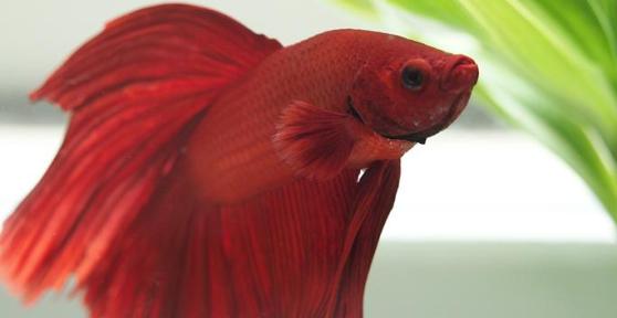 Come capire se il pesce è malato: 9 sintomi