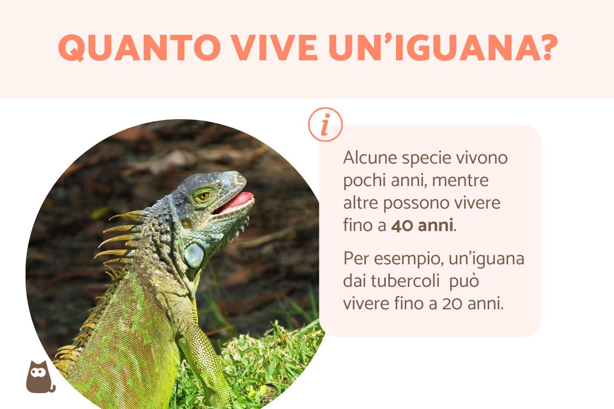 Quanto vive un'iguana?