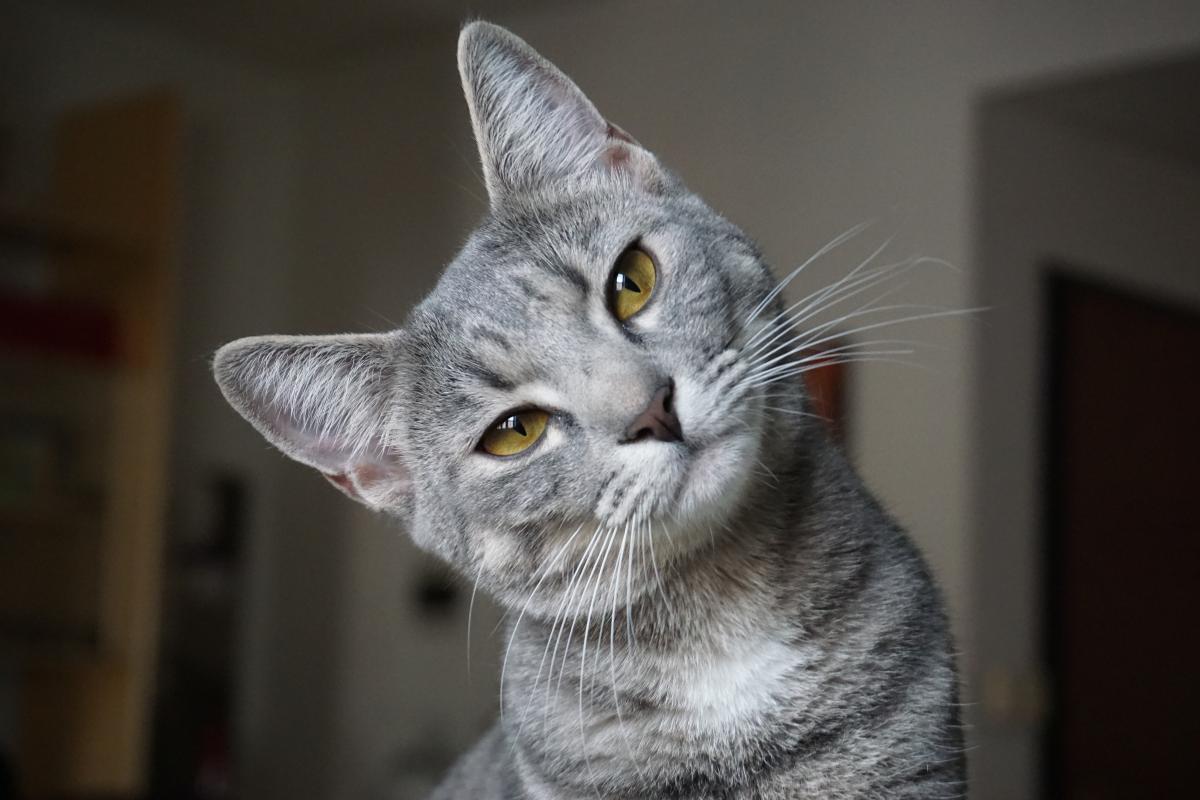 I gatti capiscono quando gli parli?