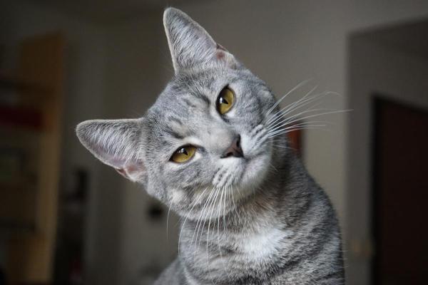 I gatti capiscono quando gli parli?