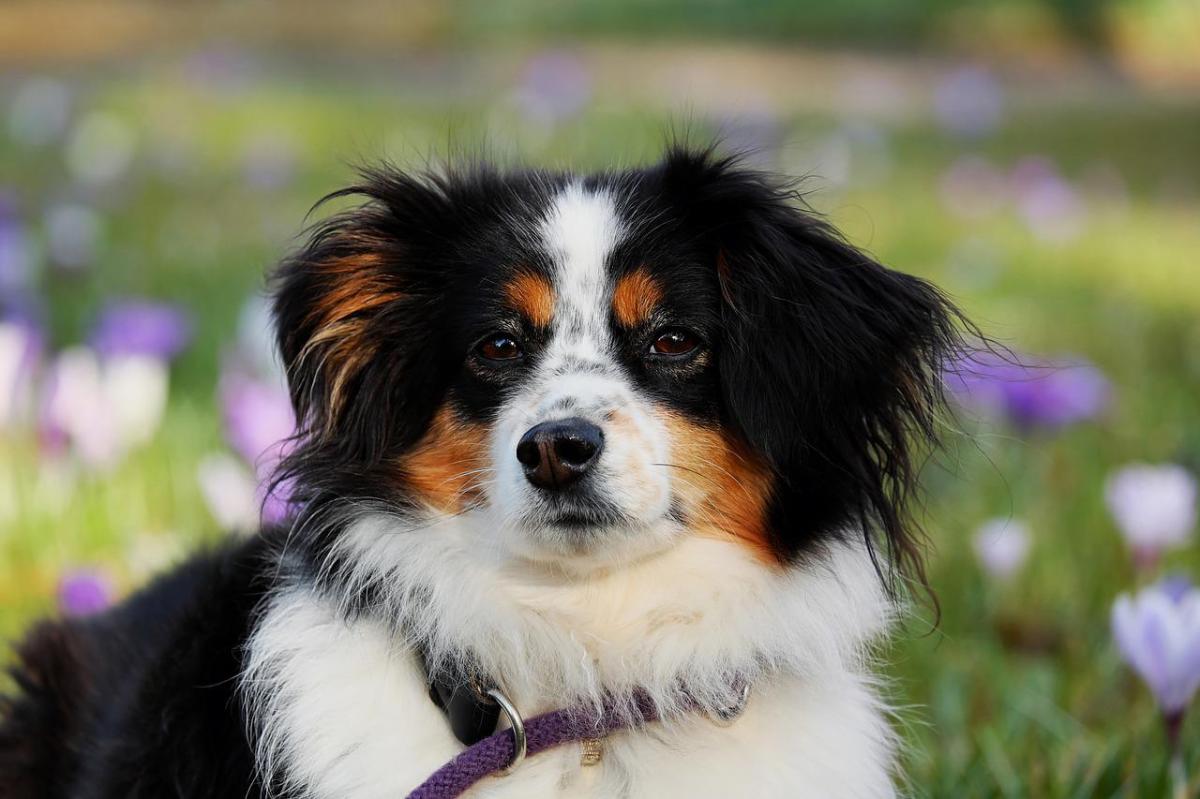 Sintomi del primo calore del cane femmina