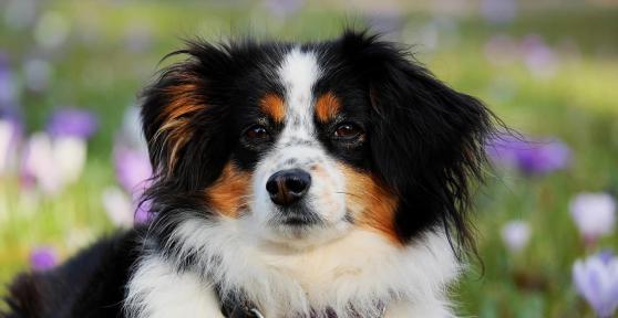 Sintomi del primo calore del cane femmina