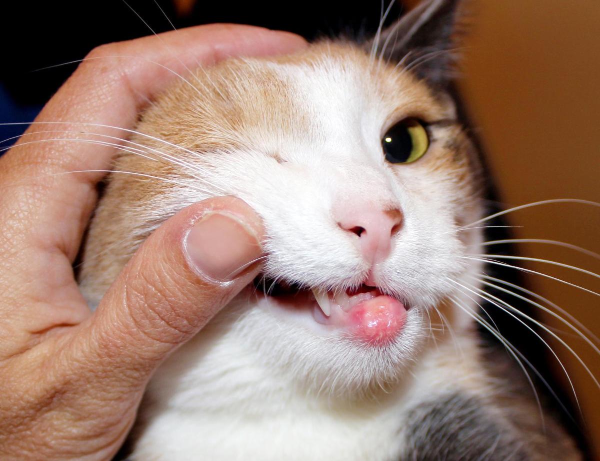 Ulcera nella bocca del gatto: cause, sintomi e trattamento