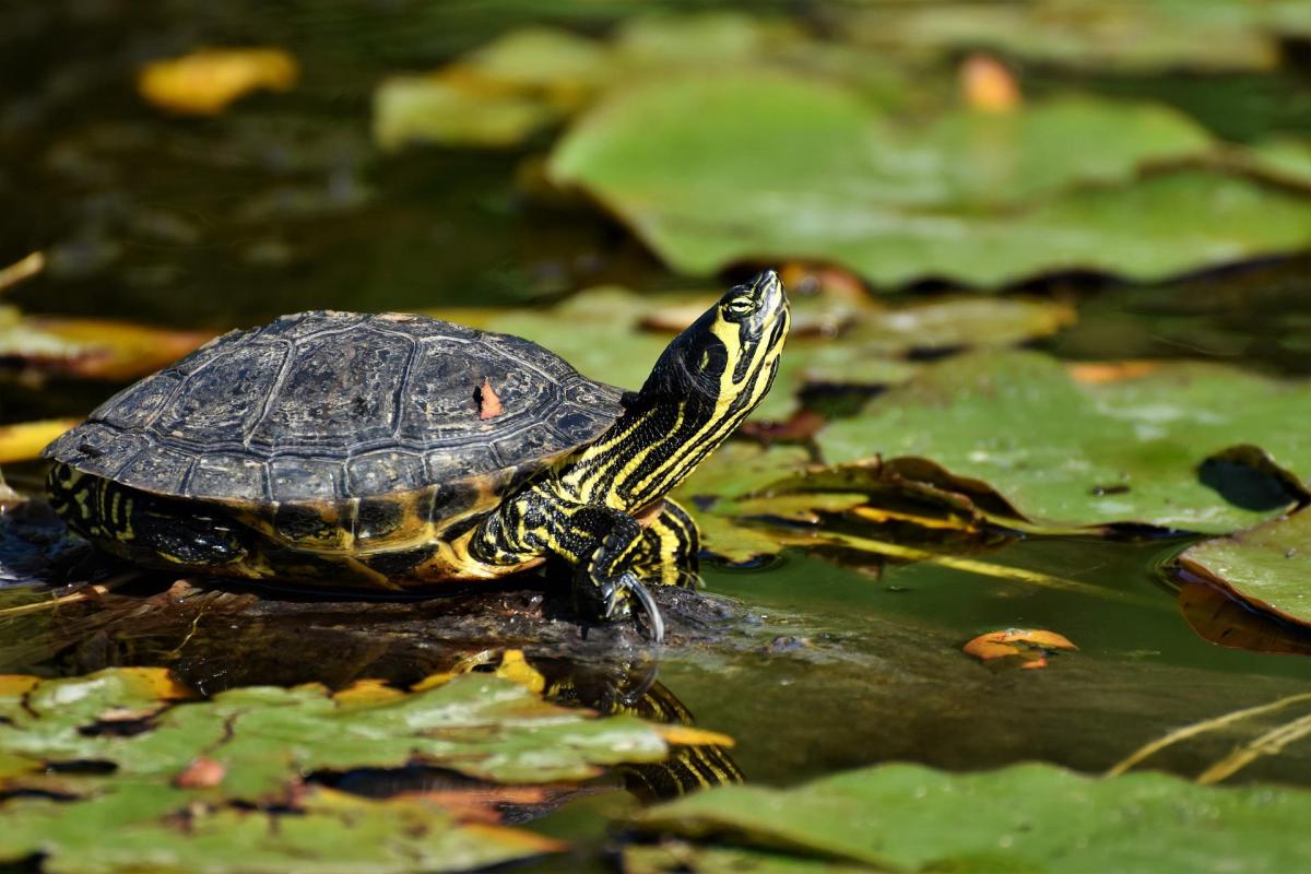La tartaruga è un rettile o un anfibio?