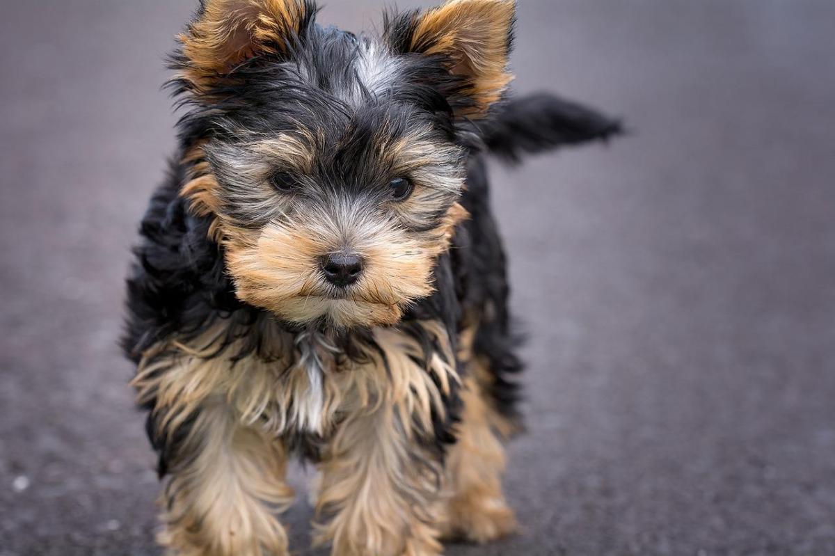 Nomi per cani Yorkshire
