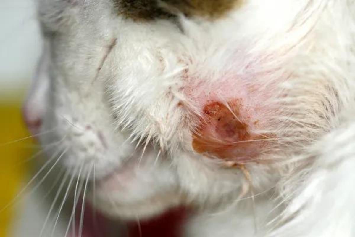 Ferita nel gatto non cicatrizza: cause e cosa fare
