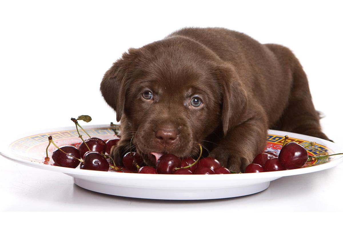 I cani possono mangiare le ciliegie?