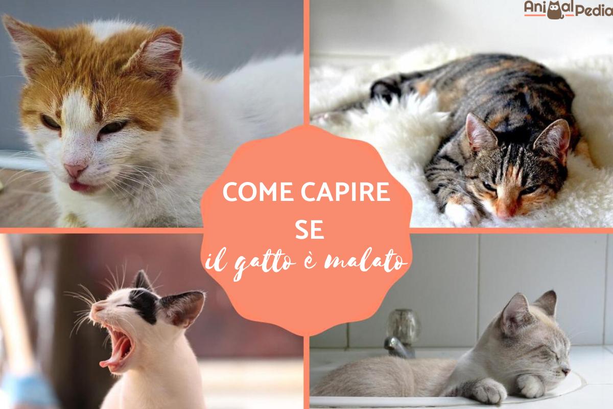 Come capire se il gatto è malato