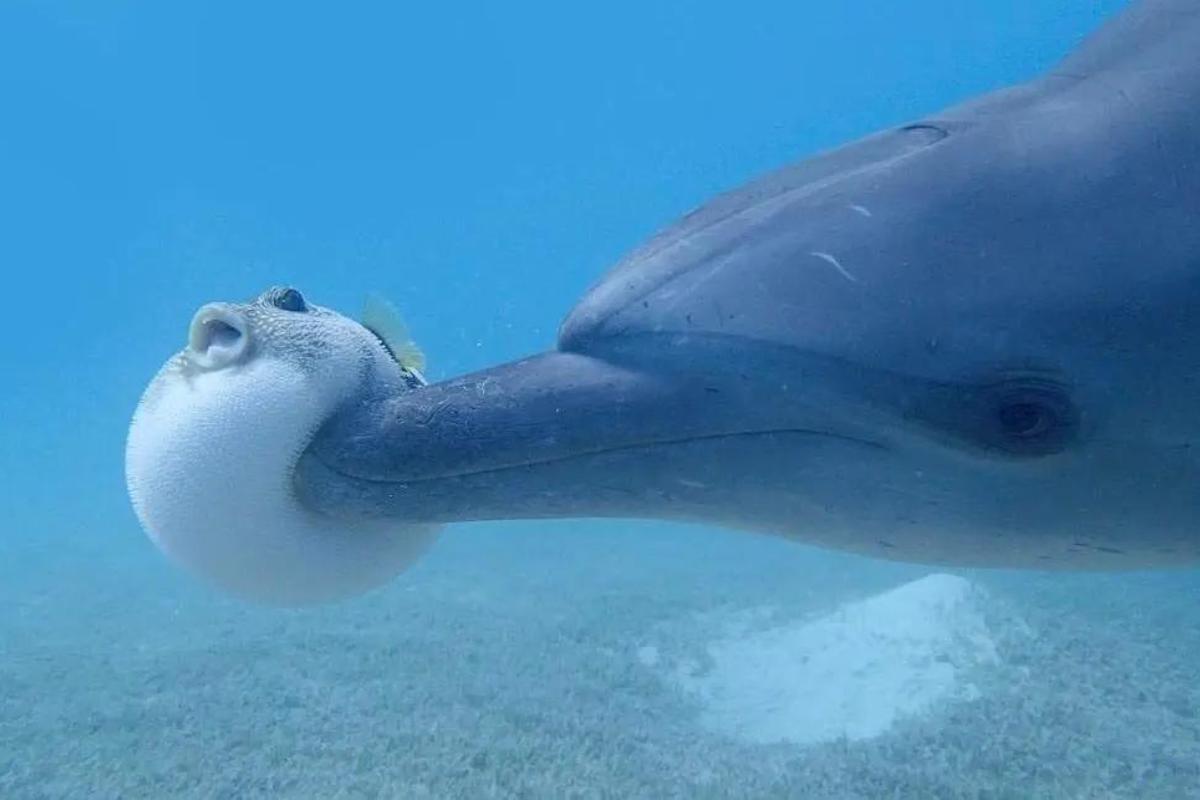 I delfini si drogano?