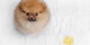 Incontinenza urinaria nel cane: cause, sintomi, cura e rimedi naturali