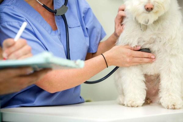 Incontinenza urinaria nel cane: cause, sintomi, cura e rimedi naturali -