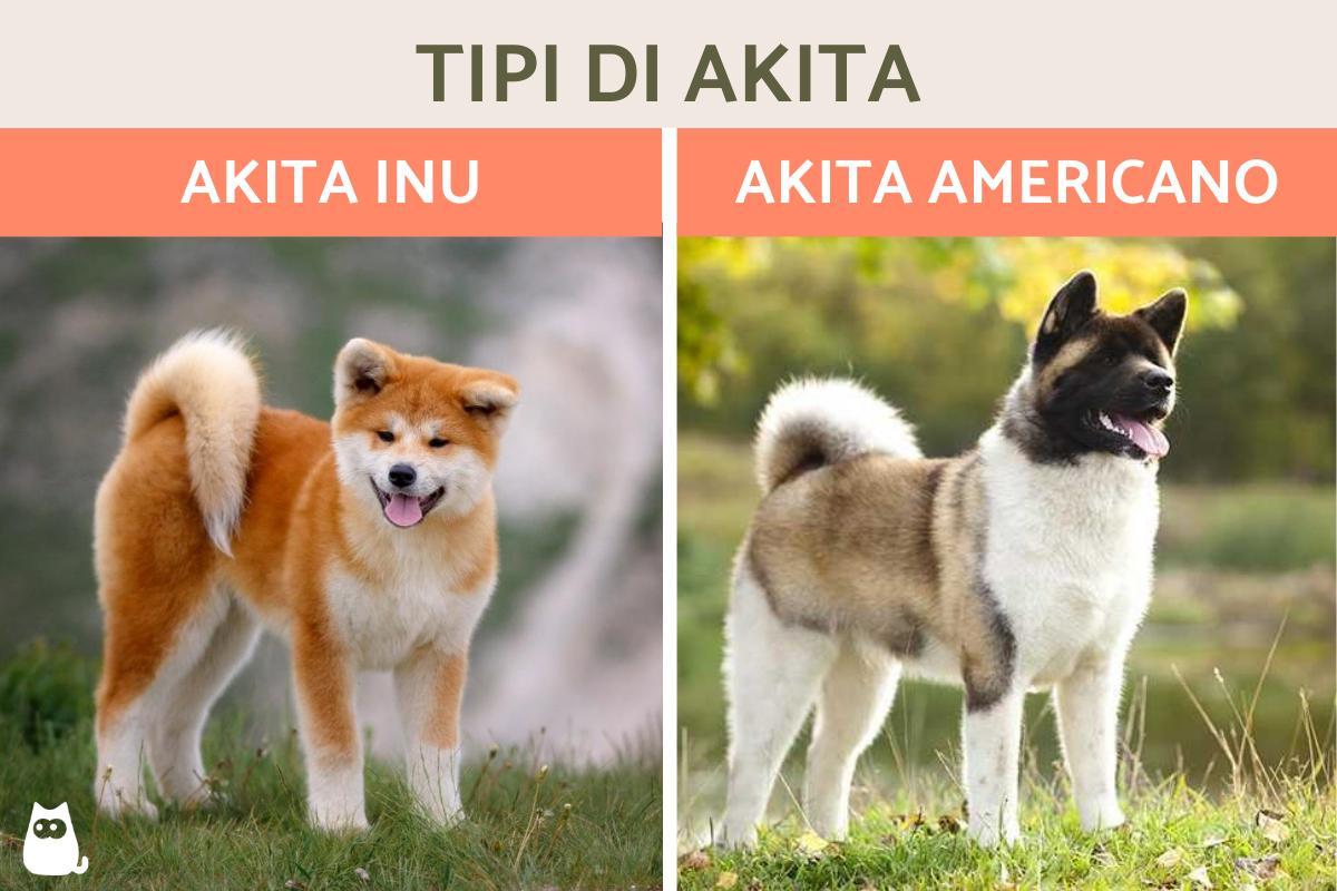 Tipi di Akita
