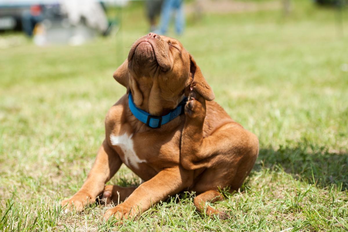 Come usare il bicarbonato contro le pulci nel cane