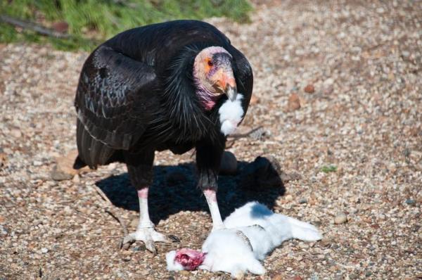 Classificazione degli animali in base all'alimentazione - Animali carnivori