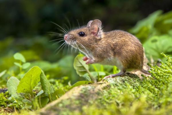 Classificazione degli animali in base all'alimentazione - Animali onnivori