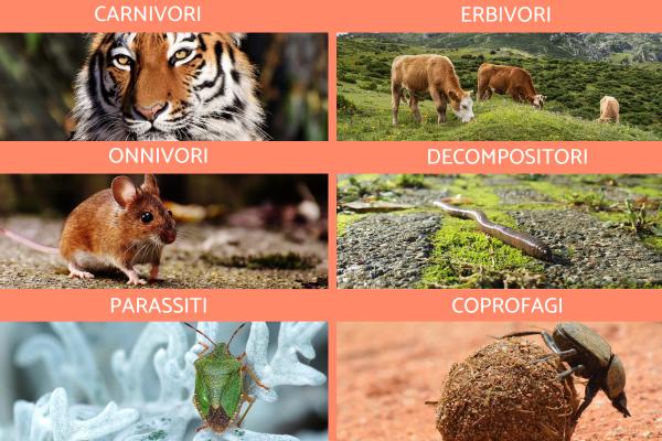 Classificazione degli animali in base all'alimentazione