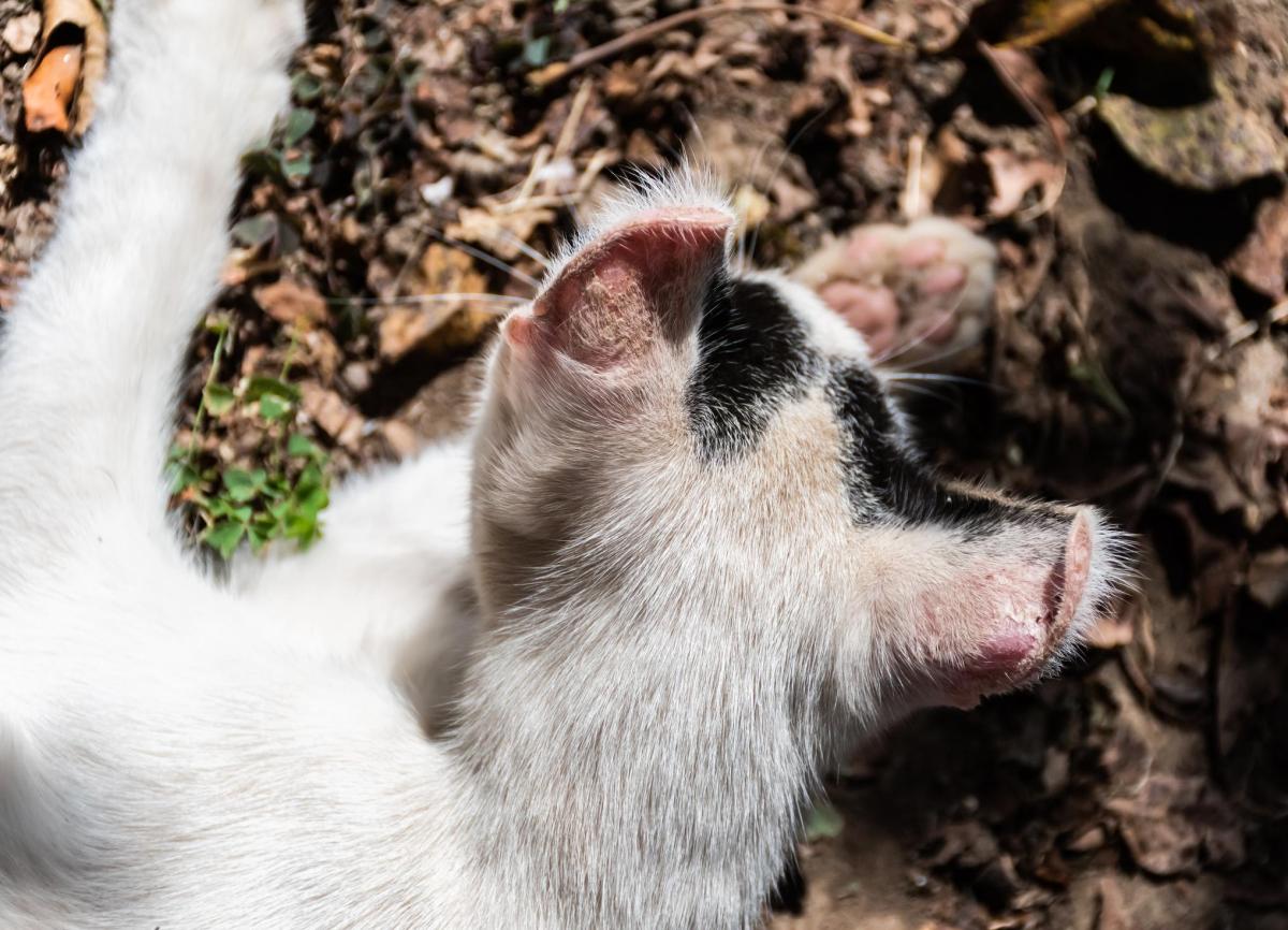 Dermatite solare nel gatto - Sintomi e cura