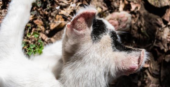 Dermatite solare nel gatto - Sintomi e cura