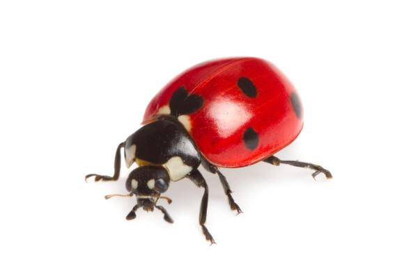 Quante zampe ha la coccinella? - Parti delle zampe della coccinella