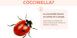 Quante zampe ha la coccinella?