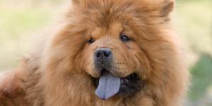 Cani con la lingua blu - 9 razze