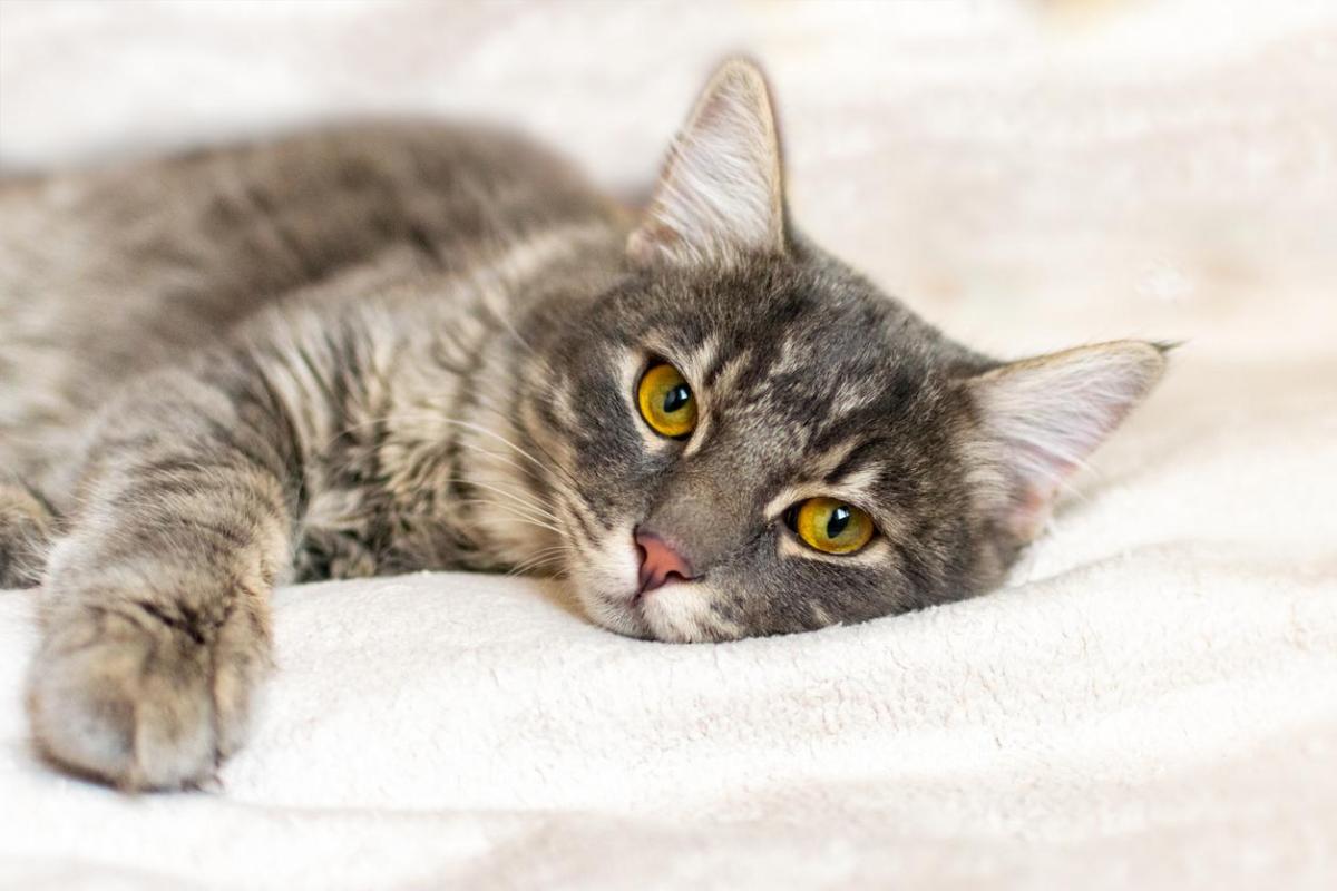 Mirtazapina per gatto: a cosa serve, dosaggio ed effetti collaterali