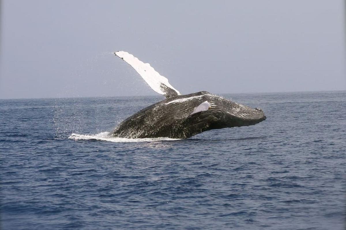 La balena è un mammifero?