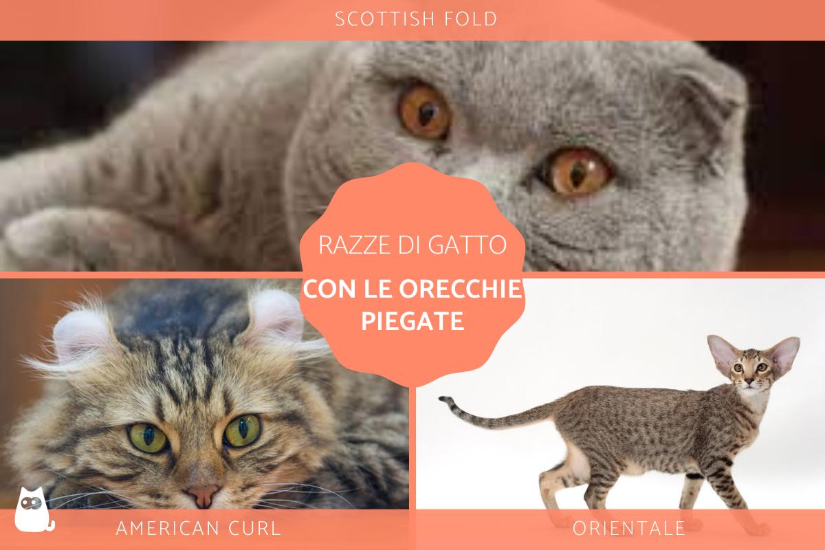 Gatto con le orecchie piegate