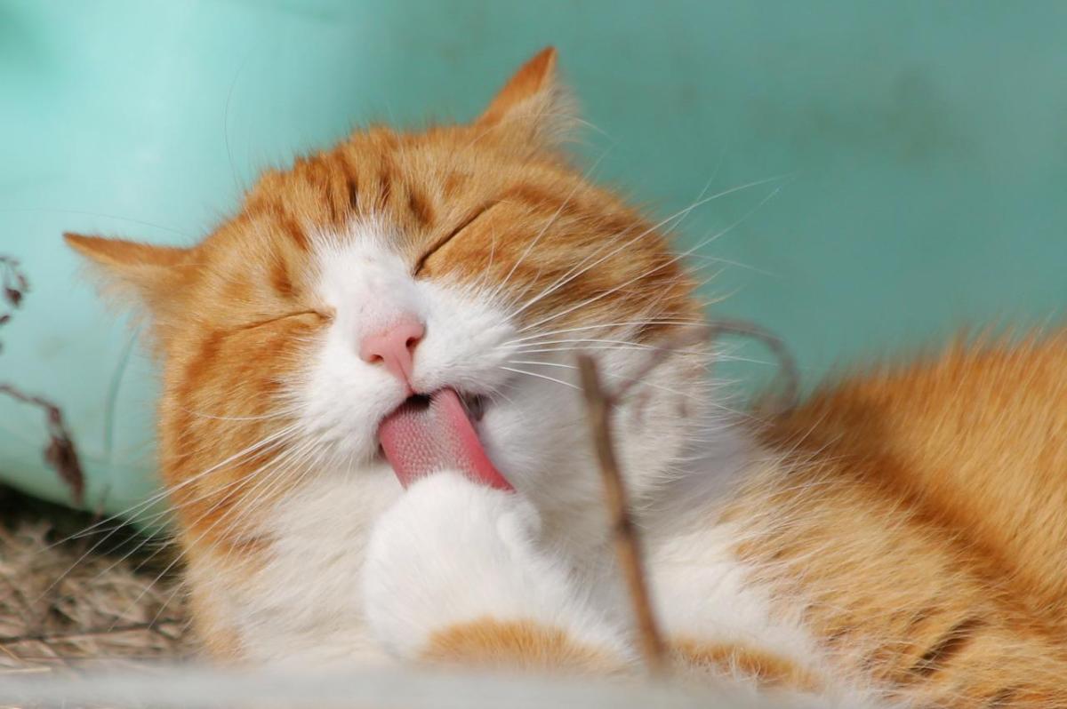 Perché il gatto si lecca sempre?