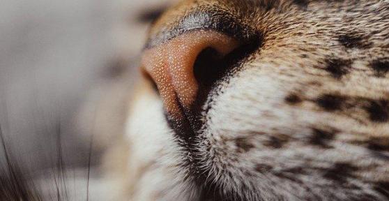 Perché il gatto ha il naso bagnato?